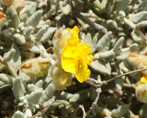 Helianthemum