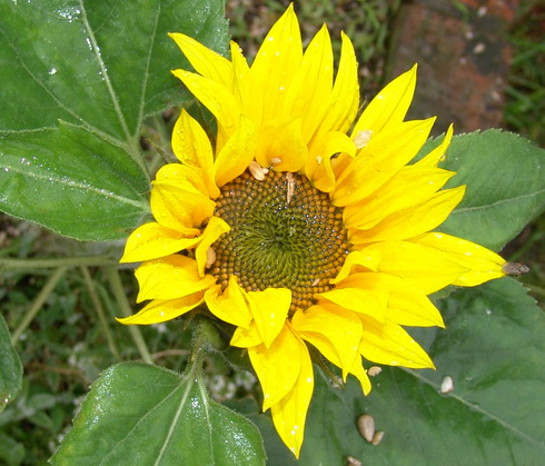 Helianthus Flower