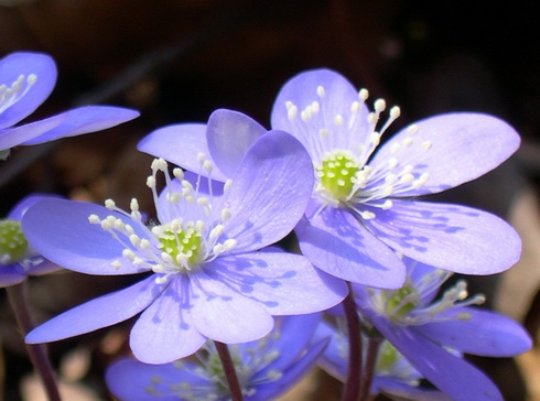 Hepatica Flowers
