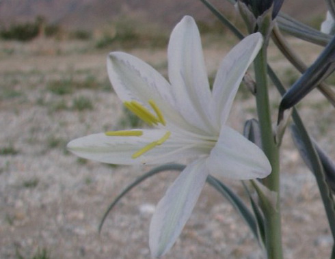 Hesperocallis Flower
