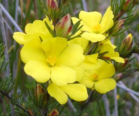 Hibbertia Flowers