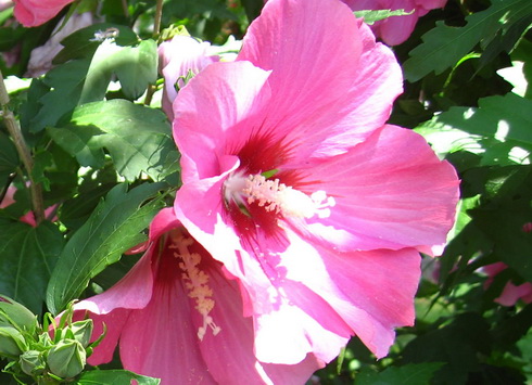 Hibiscus Flowers