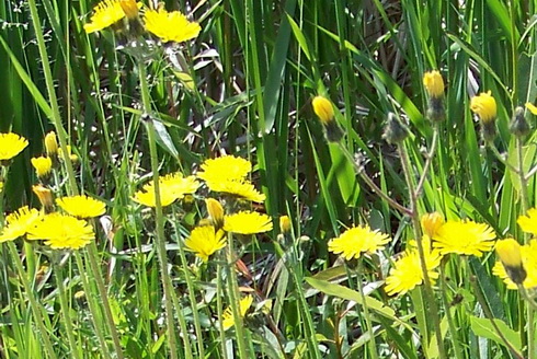 Hieracium Flowers