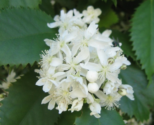 Hoheria Flowers