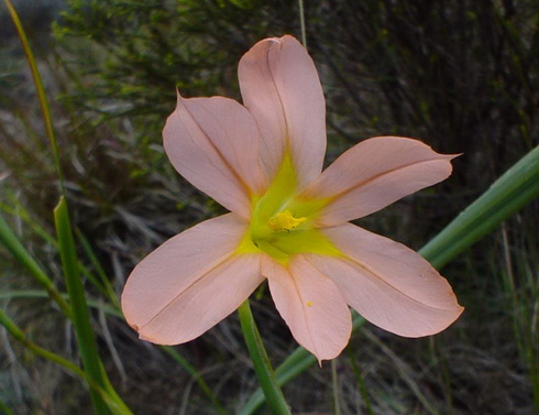 Homeria Flower