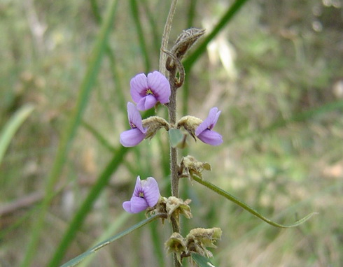 Hovea