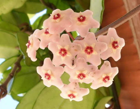 Hoya Flowers