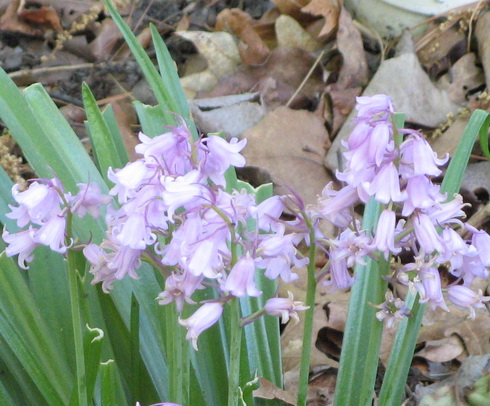 Hyacinthoides Flowers