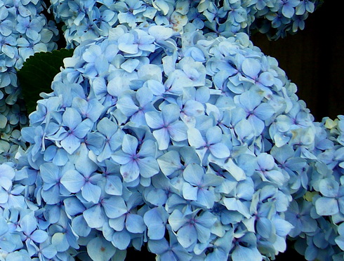 Hydrangea