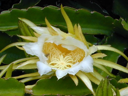 Hylocereus