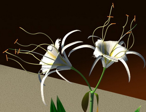 Hymenocallis Flower