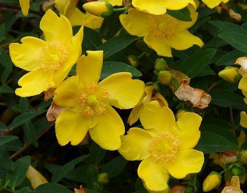 Hypericum Flowers