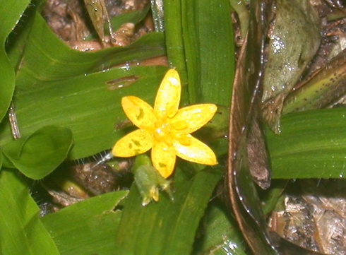 Hypoxis Flower