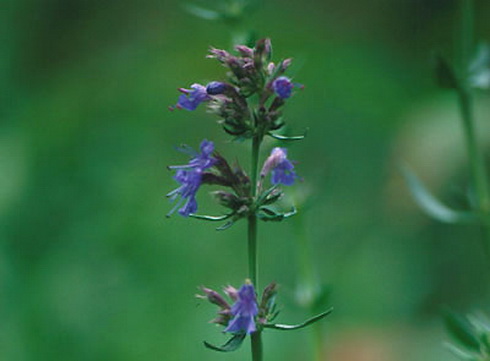 Hyssop