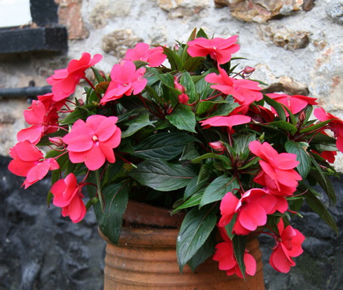 Impatiens Flowers