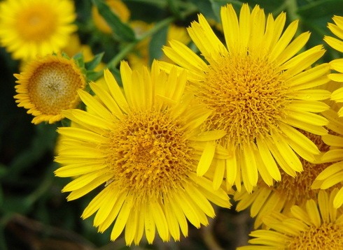 Inula Flowers