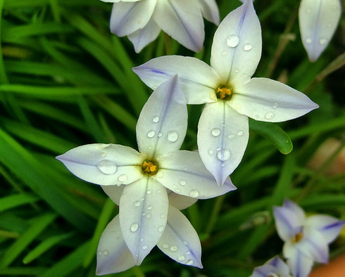 Ipheion