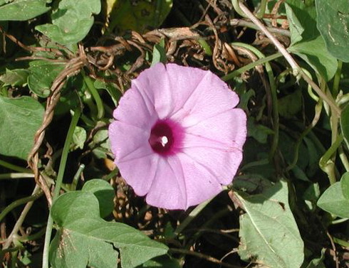 Ipomoea