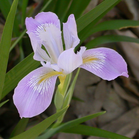 Picture Iris Flower on Iris Flower  Types Of Iris