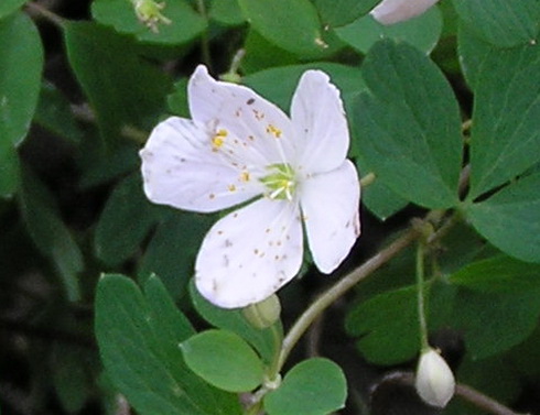 Isopyrum Flower