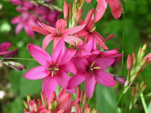 Ixia Flower