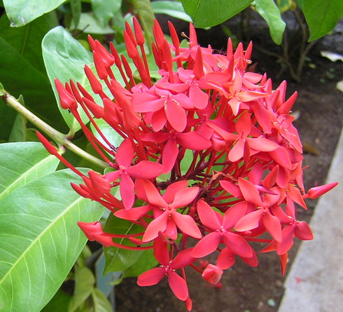 Ixora