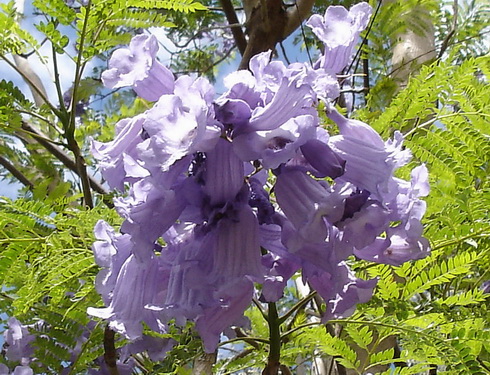 Jacaranda