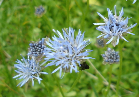 Jasione