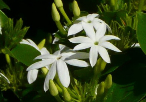 Jasmine