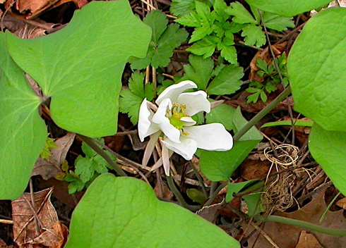 Jeffersonia