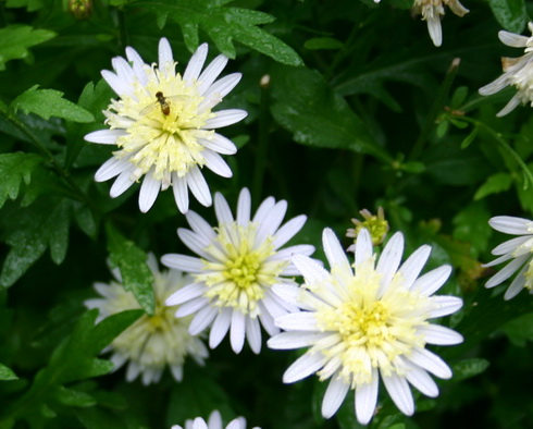 Kalimeris Flowers