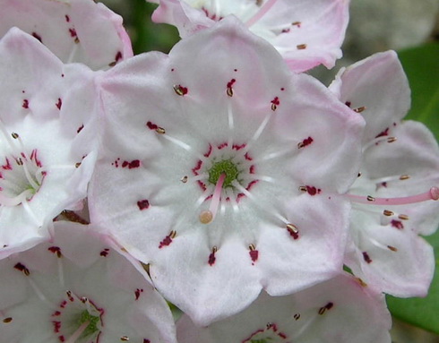 Kalmia Flower