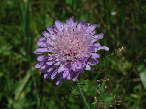 Knautia Flower