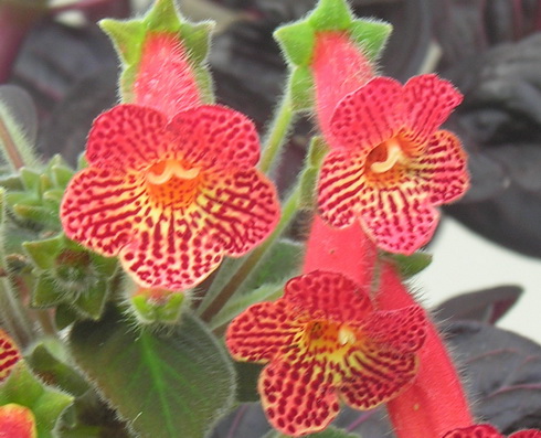 Kohleria