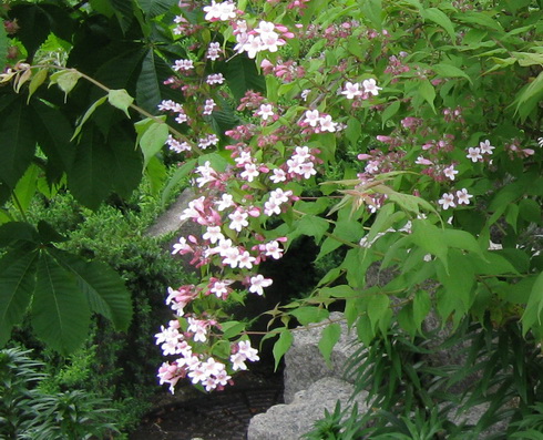 Kohleria Flowers