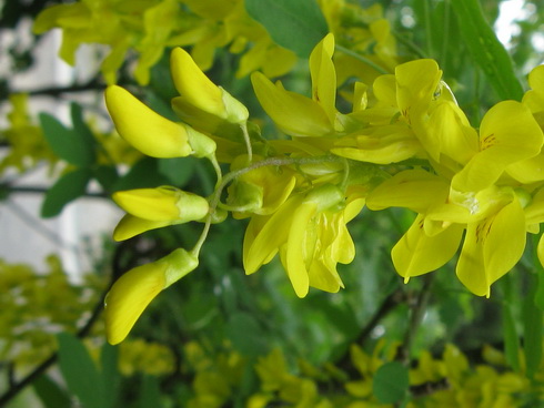 Laburnum