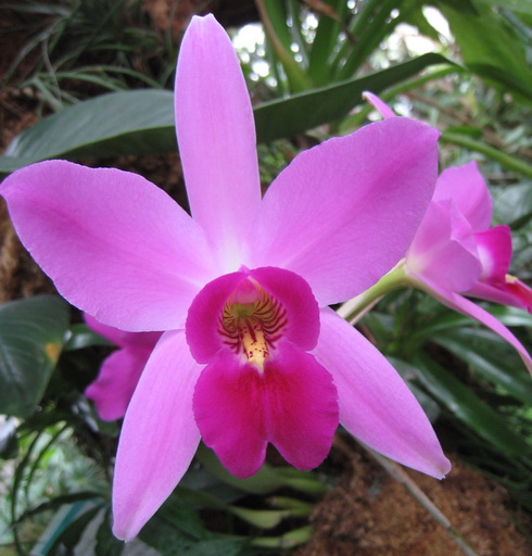 Laelia Flower
