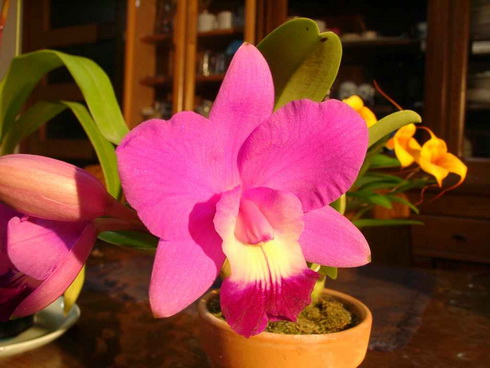 Laeliocattleya