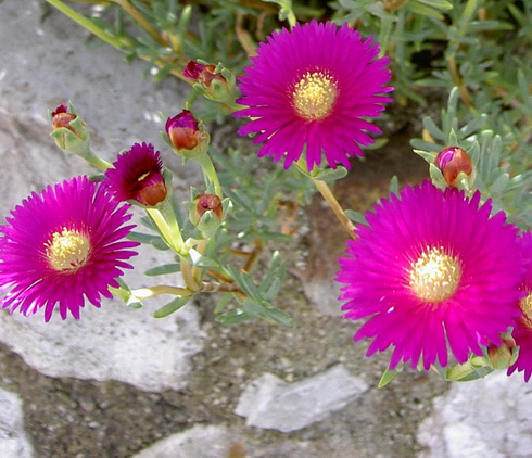 Lampranthus