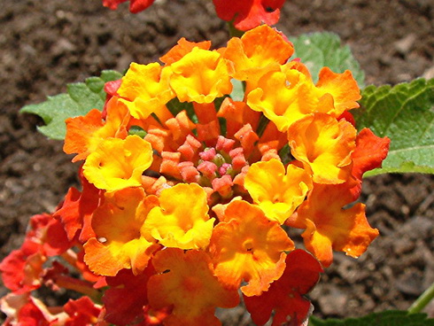 Lantana