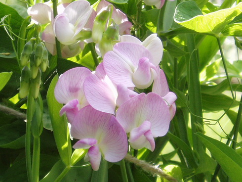 Lathyrus Flower