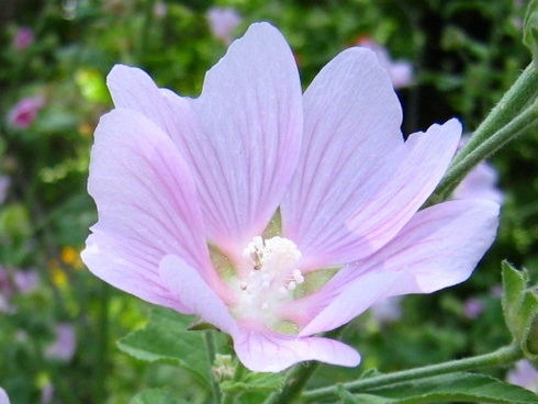 Lavatera Flower
