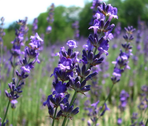 Lavender Flowers