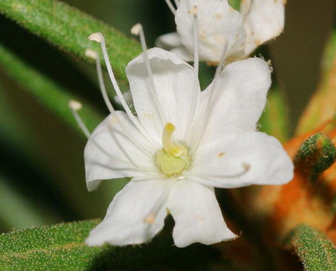 Ledum Flower