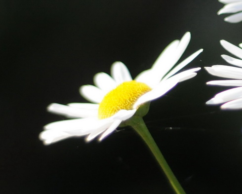 Leucanthemella