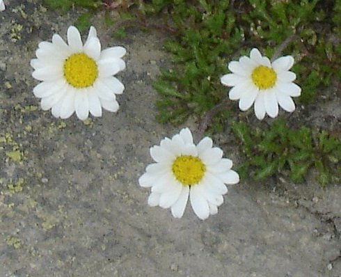 Leucanthemopsis