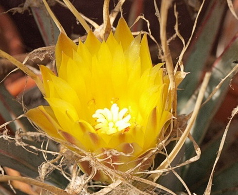 Leuchtenbergia