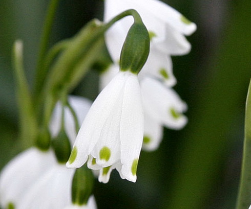 Leucojum Flower