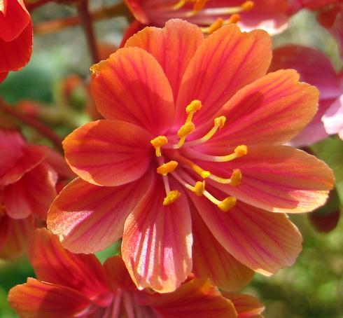 Lewisia Flowers