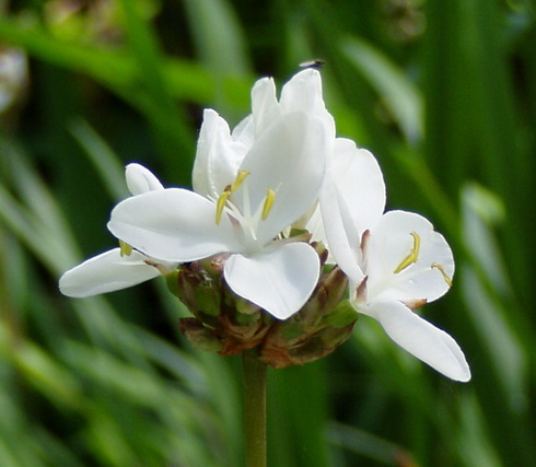 Libertia